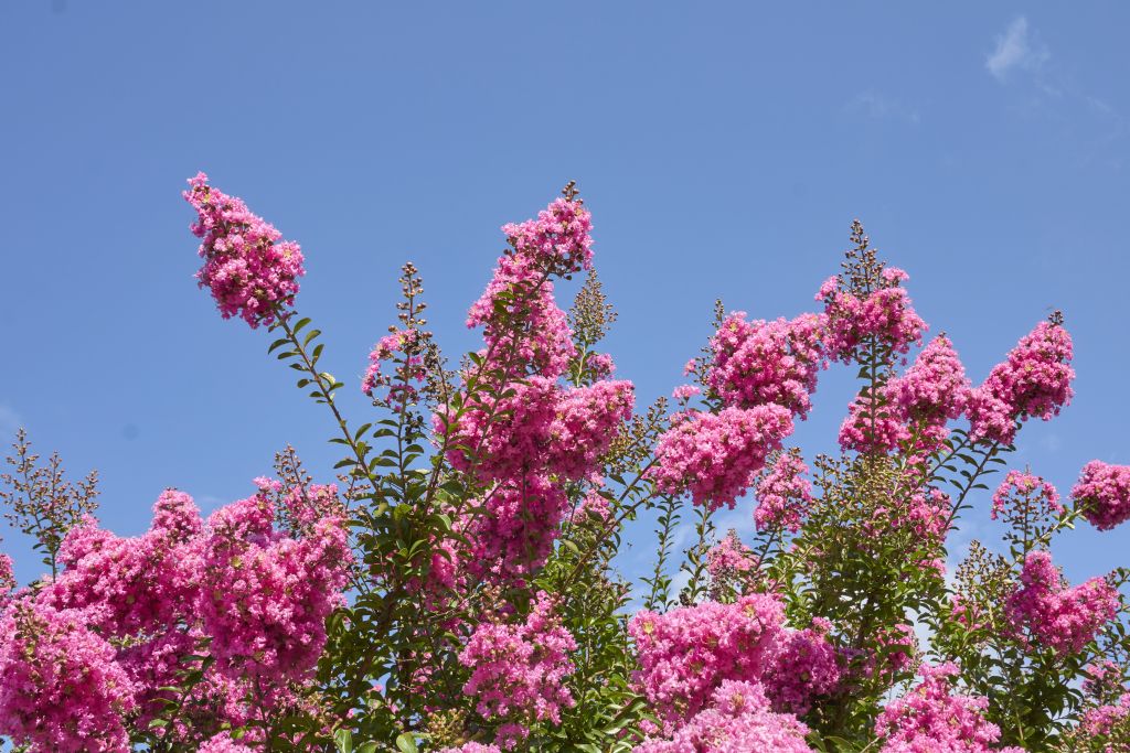 What You Plant Can Make A Big Dollar Impact On Your Property what-you-plant-can-make-a-big-dollar-impact-on-your-property