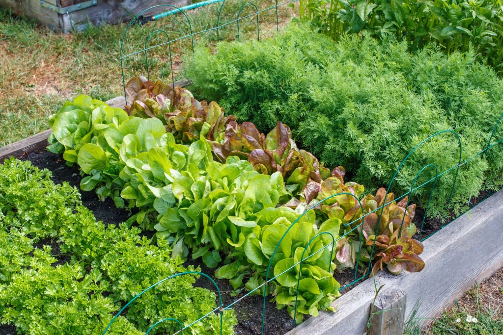 Summer gardening guide: How to create an organic vegetable garden at home