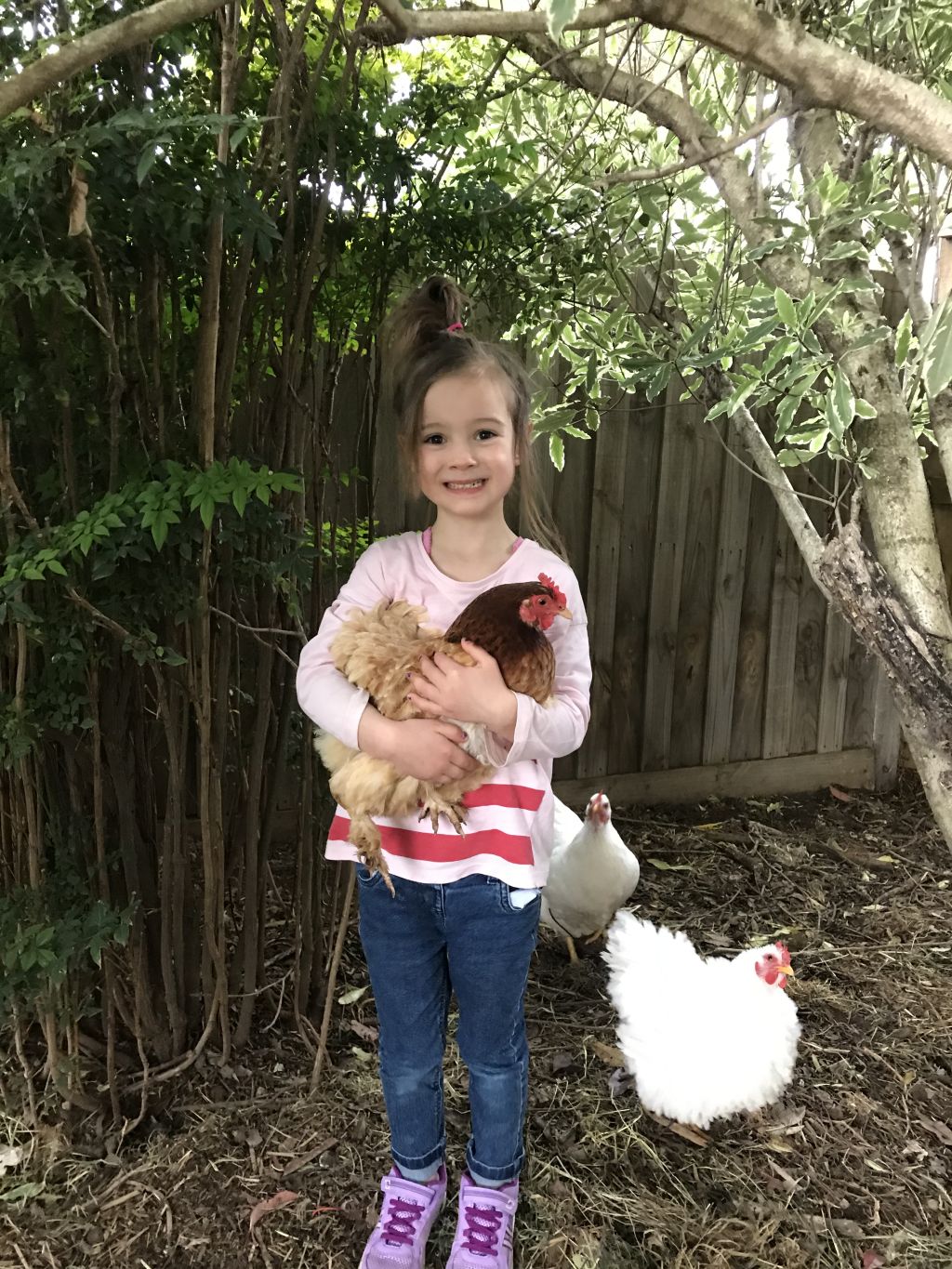 How The Humble Backyard Chook Is Helping Us Through The Pandemic