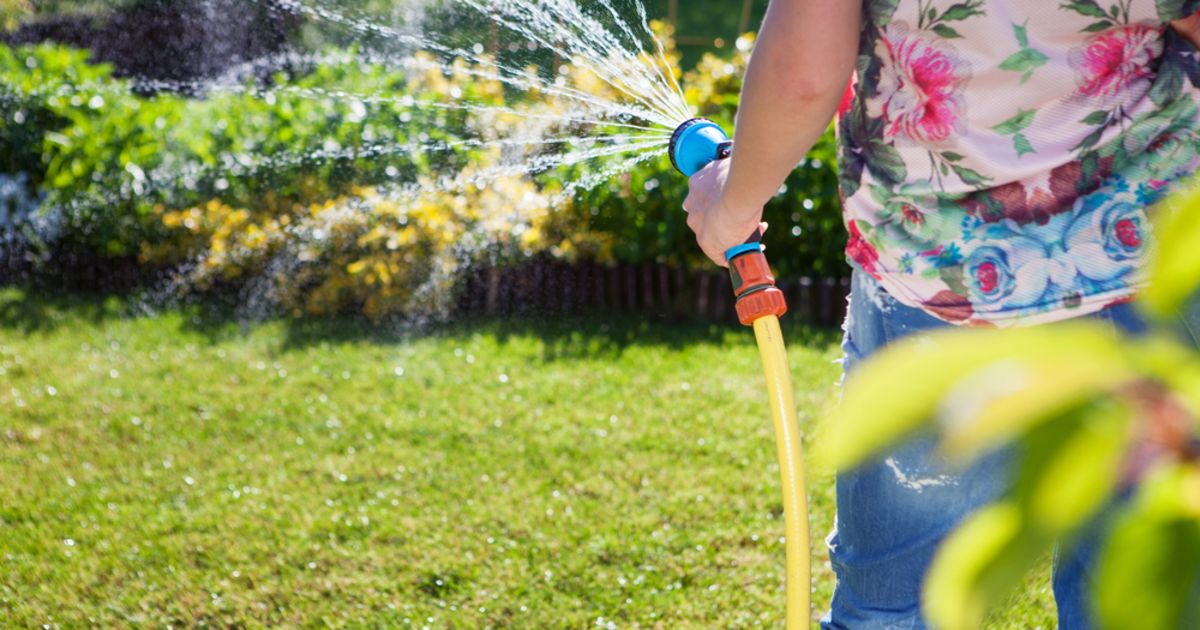 Rain water versus tap water Which is better for your plants?