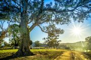 Tharwa farm sells for $3.6 million at auction