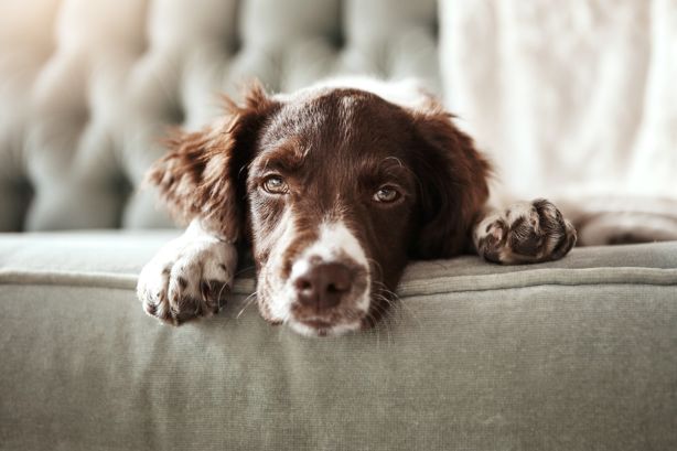 Dog at home