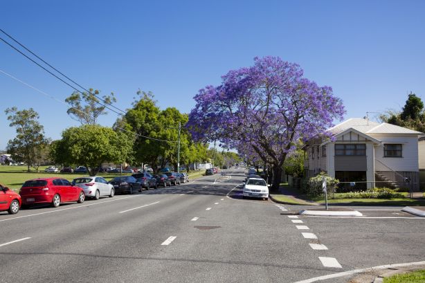 Jacaranda Trees