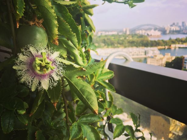 Passionfruit Vine. Photo: Indira Naidoo