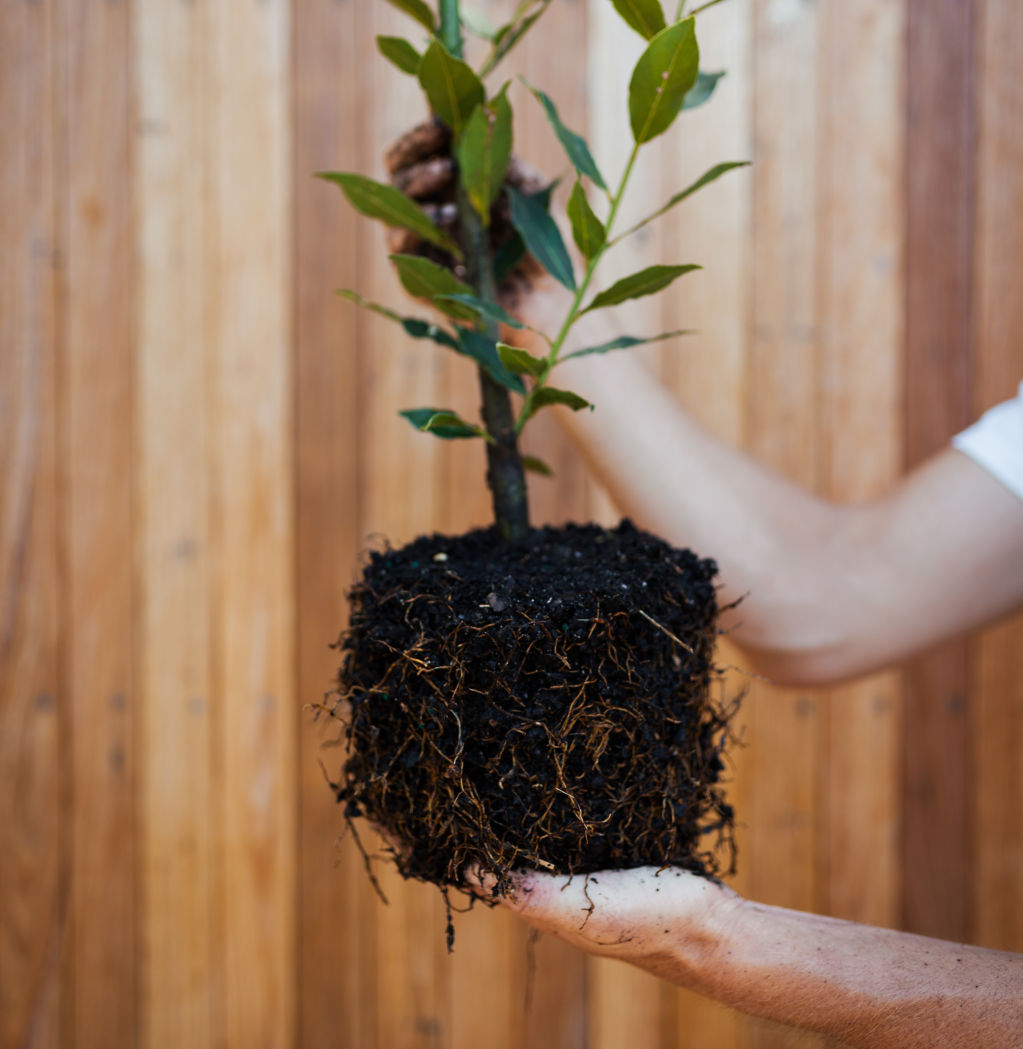 Repot plants with fresh premium potting mix and water in well with some seaweed solution. Photo: Urban Growers