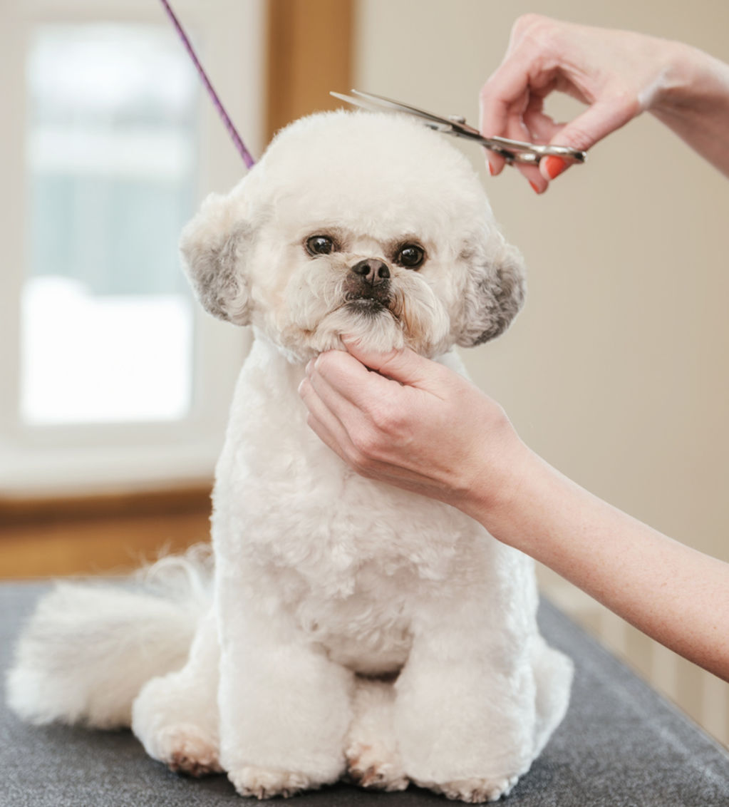 Getting your dog groomed in the lead up to summer will be a big help. Photo: Rich Legg