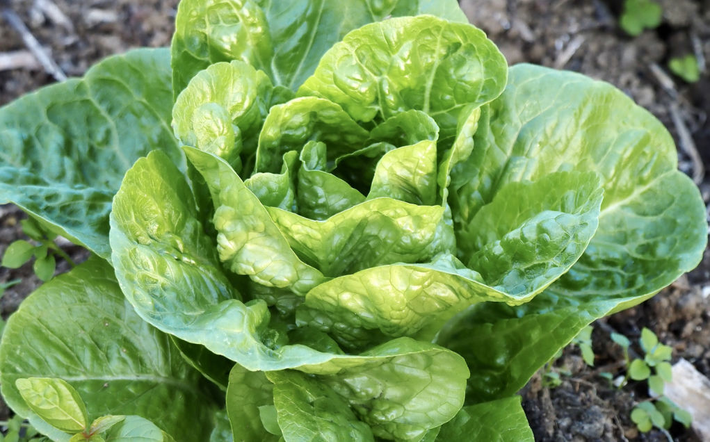 Lettuces grow quickly so you can enjoy your home-grown produce sooner. Photo: iStock