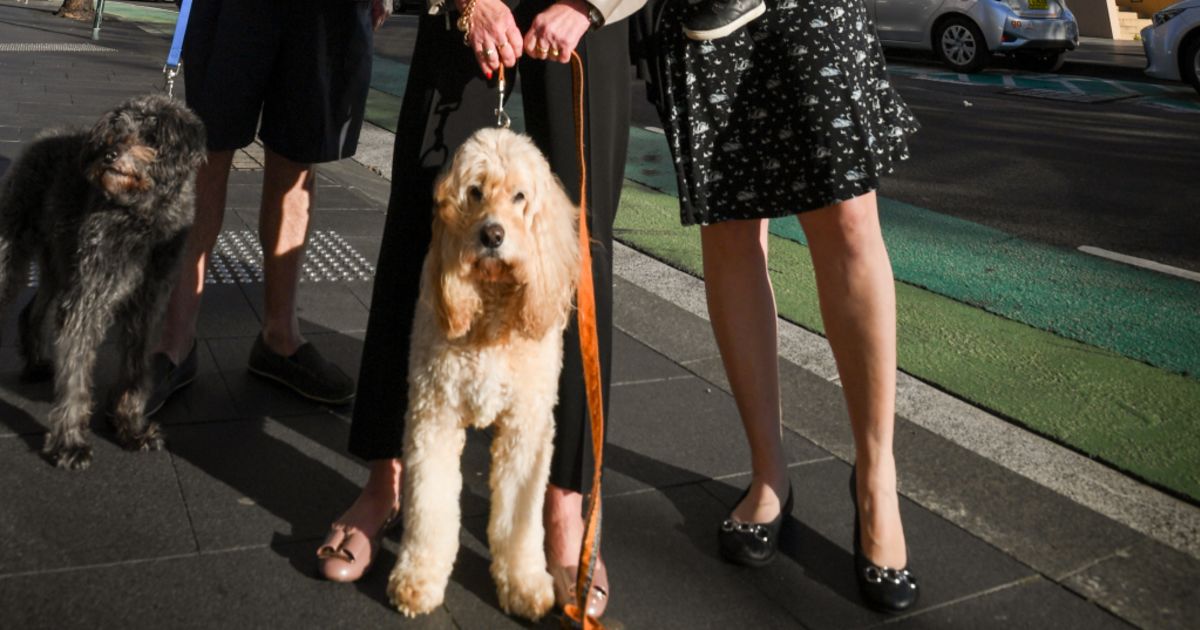 How The Fight To Get Pets Allowed In Apartment Buildings Has Reached Nsw Parliament