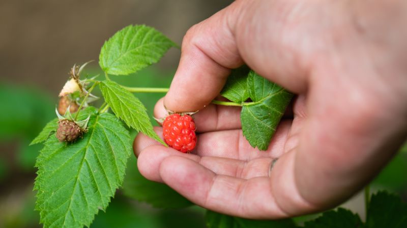 From lemons to avocados: How to grow your own fruit with limited space