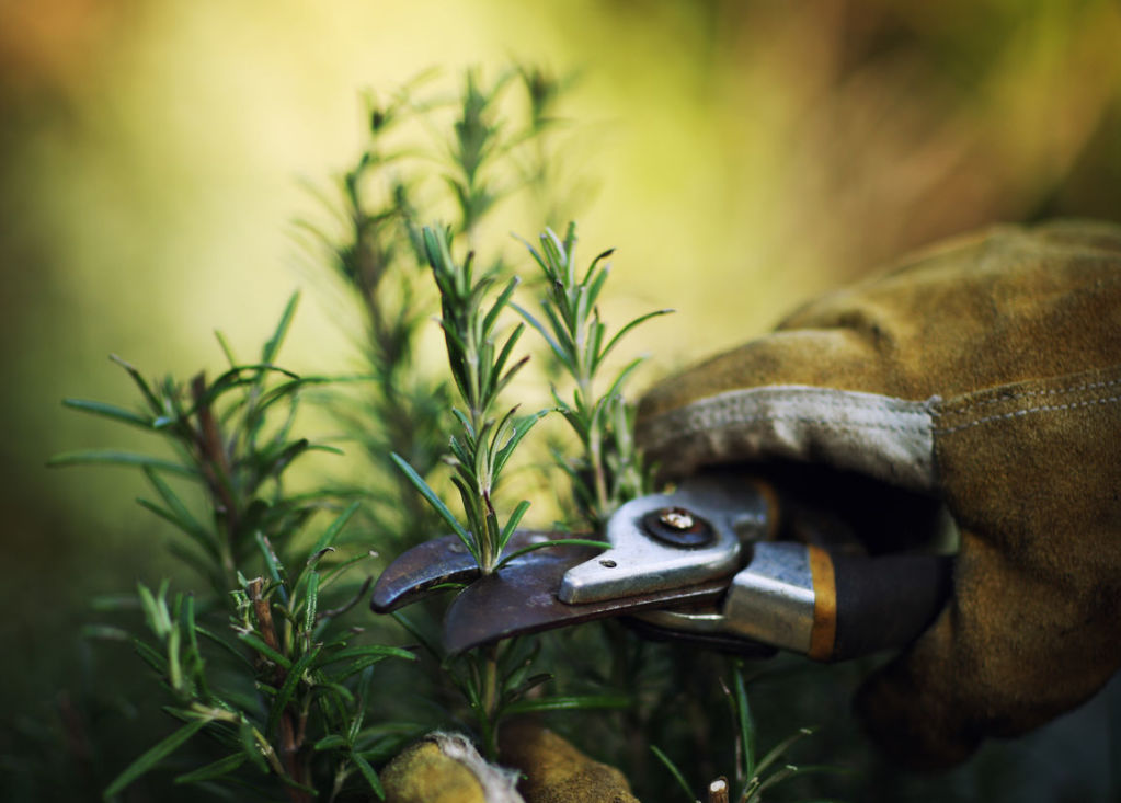 Throw a sprig of rosemary on the barbie: The herb’s woody scent keeps mosquitoes at bay.