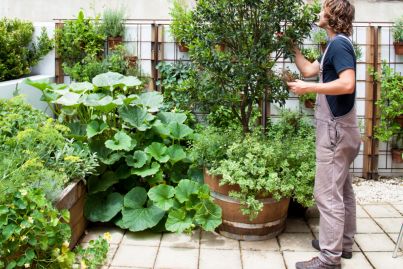 How to grow climbing plants in small spaces