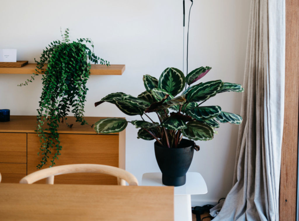 Be sure to let your removalist know in advance if you have any house plants. Photo: Stocksy