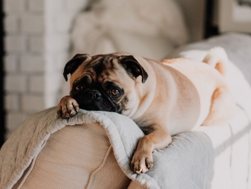 It's important to look at the tenants' previous history when they have pets. Photo: Unsplash