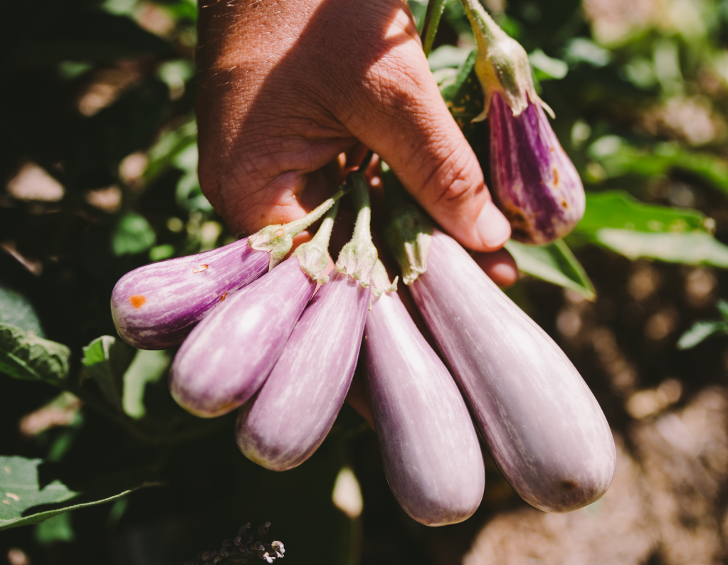 Eggplants have been thriving in the steamy weather. Photo: Alex Carlyle Photography