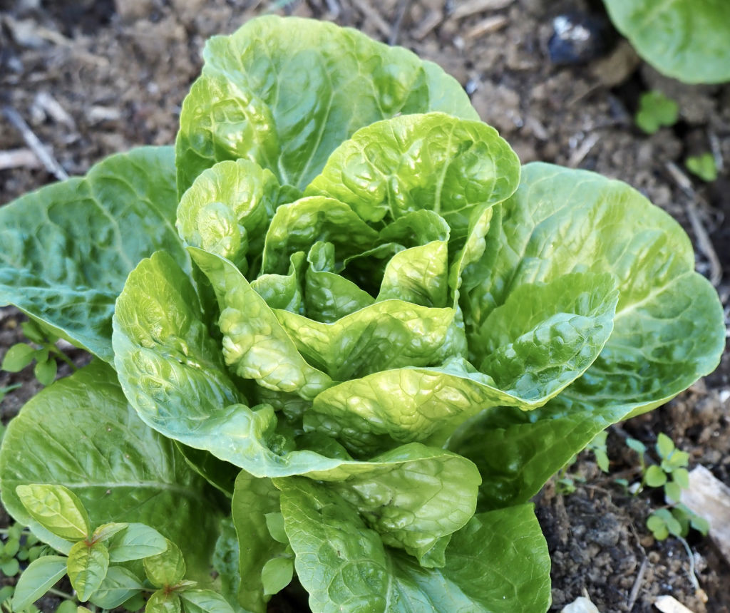 Lettuce varieties grow better from seed. Photo: iStock