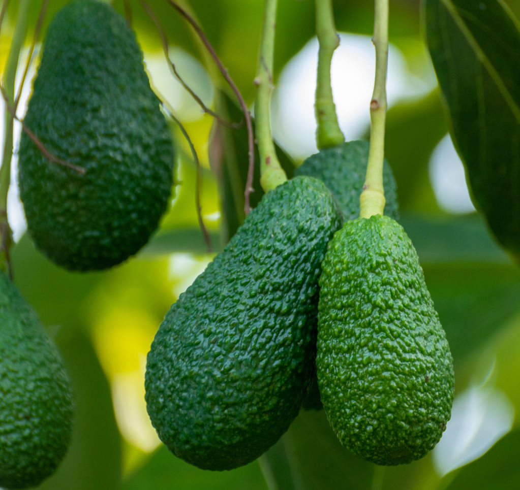 Try your hand at growing your own avocado tree. Photo: iStock