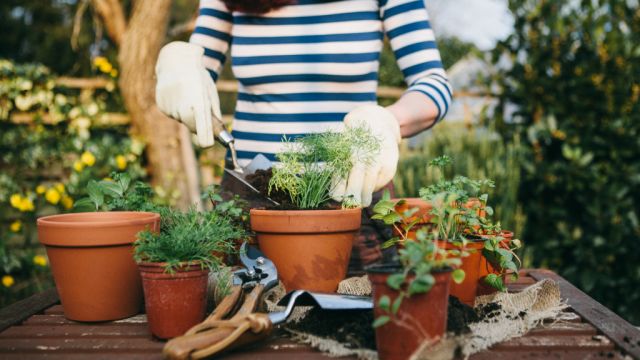Everything you need to know to start a successful urban garden