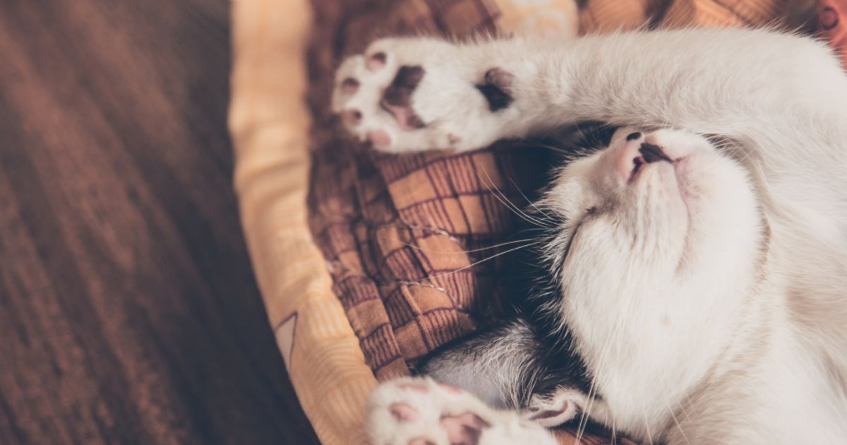 forever homes rescue