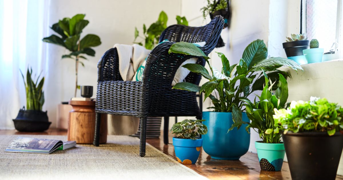 The Monstera is the most popular indoor plant in Australia