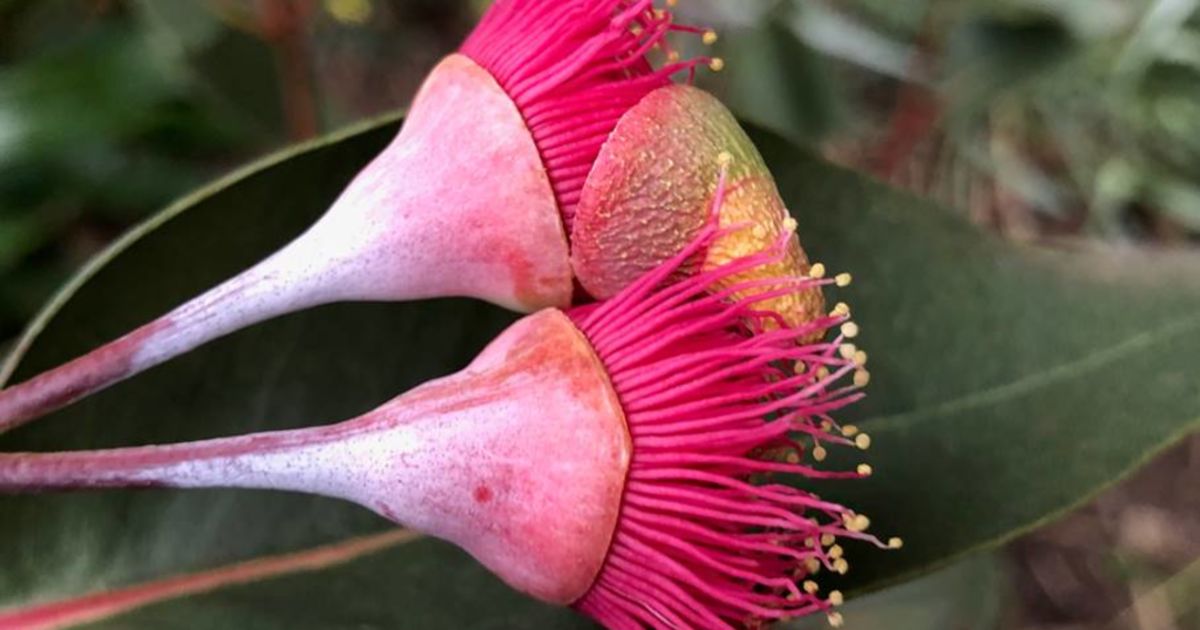 Want a free garden? These local councils are offering free plants to help the environment