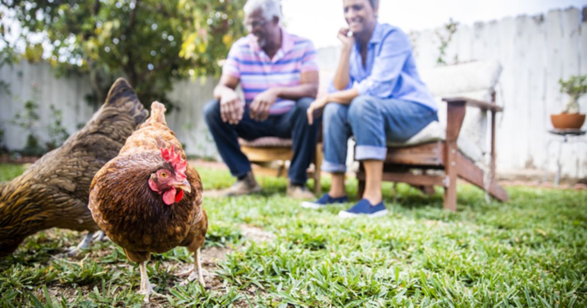 Six Reasons Why Having Backyard Chooks Isn T All It S Cracked Up To Be