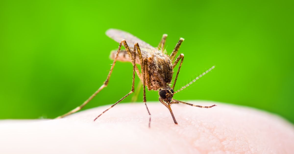How To Get Rid Of Mosquitoes Nine Ways To Keep Mozzies At Bay This Summer