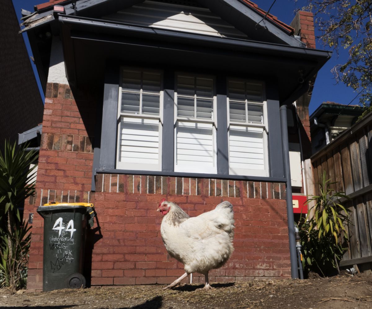 Your neighbour's backyard chickens could kill you