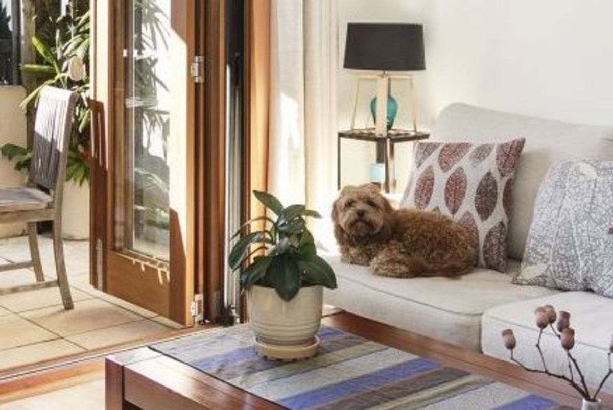 Landlords who allow pets could boost their rental return by up to 30