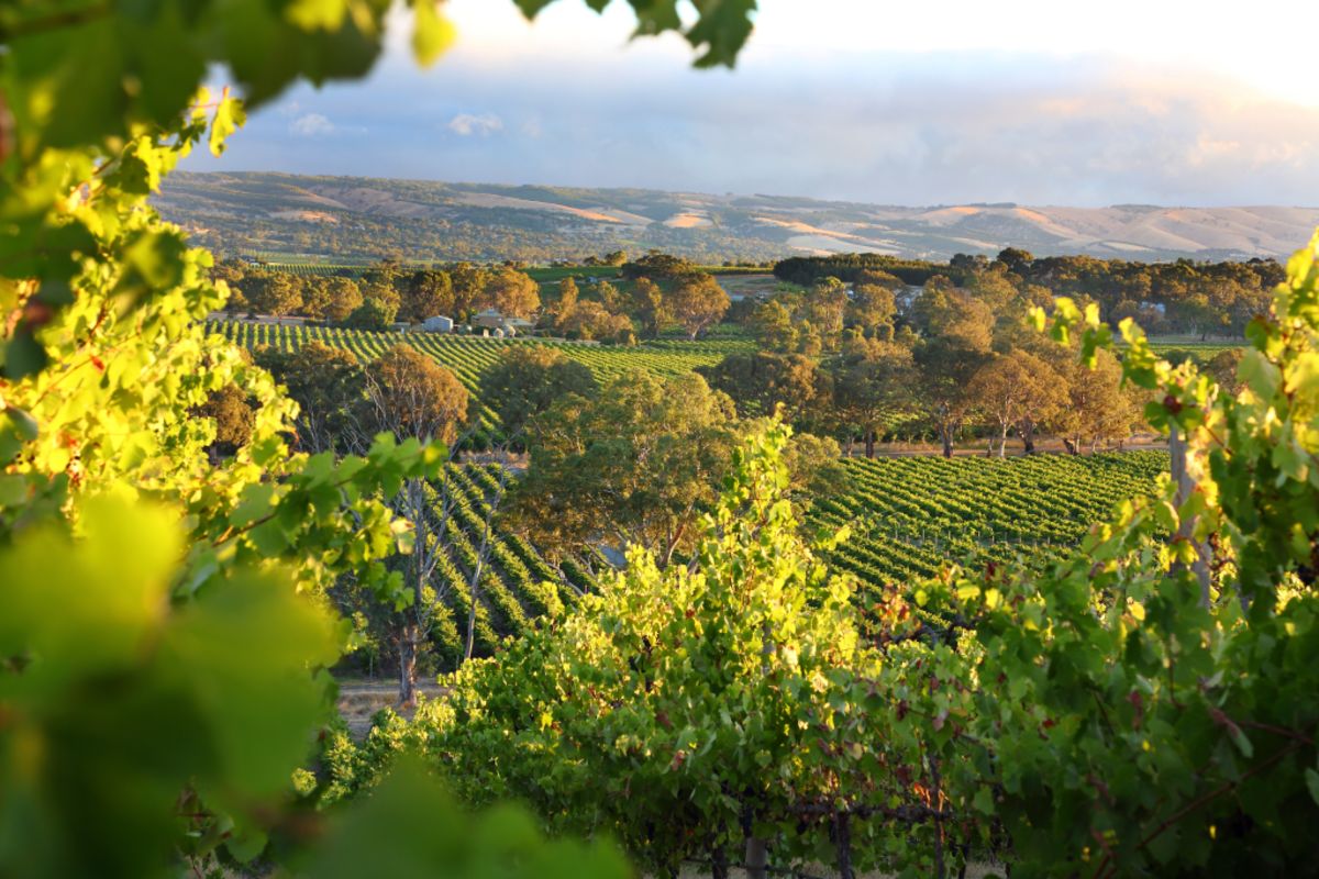 mclaren vale wine tour from adelaide