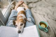 Ten pet-friendly rental properties available in Canberra