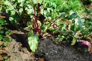 Happy harvests for leased agricultural assets
