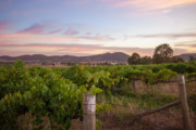 American tech entrepreneur selling Australia's oldest organic vineyard