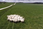 New lamb variety is wowing some of the best chefs in the country