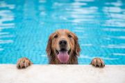 How to keep your pets cool in summer