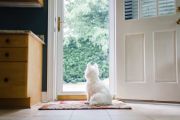 How to pet-proof your investment property for greater returns
