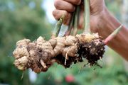 What is a rhizome and how do I grow them at home?