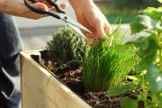 How to create a thriving edible garden