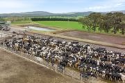 Local farmers snap up $23m of cattle properties at auction
