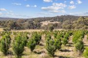 A Christmas tree farm has hit the market – and it’s just an hour's drive from Canberra