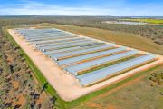 Major poultry operation up for grabs as sector heats up