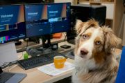 Pets in the office: More companies are opening doors to animals
