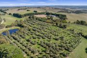 Learn the secrets of a gold-medal olive grove