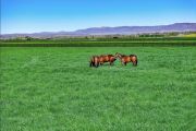 Expert tips for investing in equine real estate