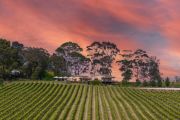 Anderson Hill vineyard and cellar door seeks new owner