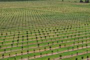 Inside the multimillion-dollar farming orchards on the Australian market
