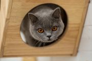 Cat cafes are booming in Australian retail