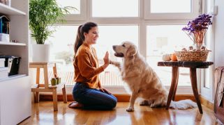 Investing in the pet boom: the rapid rise of veterinary real estate