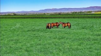 Inside the world of equine property Inside the world of equine property