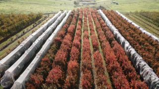 Historic Roleystone orchard hits the market with fruitful prospects