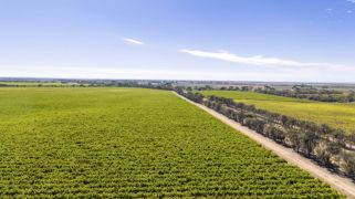 Large-scale Langhorne Creek vineyard with water security hits market